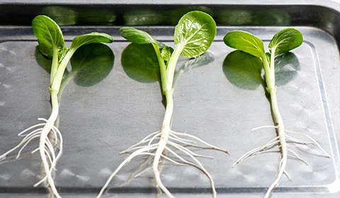 Phosphorous Acid Cas